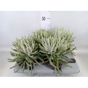 Senecio   ...