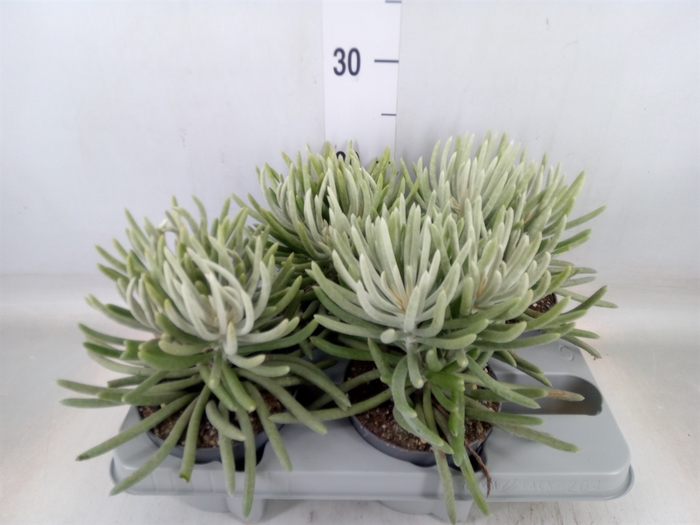 <h4>Senecio   ...</h4>