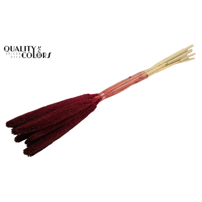 <h4>Babala on natural stem Burgundy</h4>