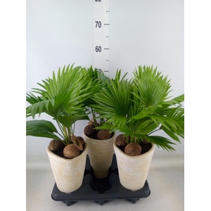 Livistona rotundifolia