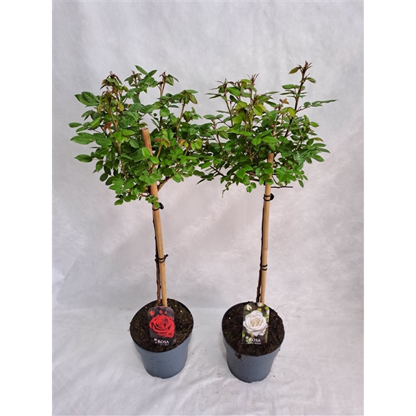 <h4>Roos op stam grootbloemig P23 MIX</h4>