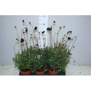 Cosmos Atrosanguineus Choclat