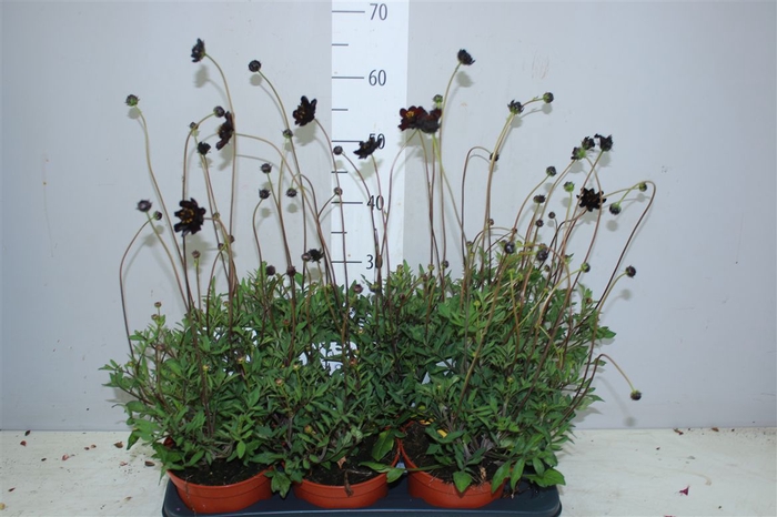 <h4>Cosmos Atrosanguineus Choclat</h4>