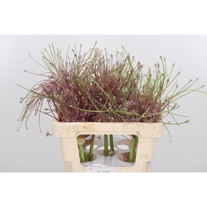 Allium Schuberti