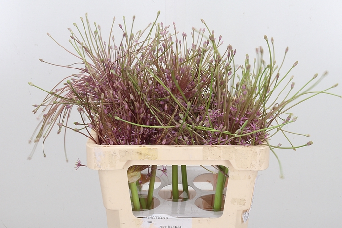 <h4>Allium Schuberti</h4>