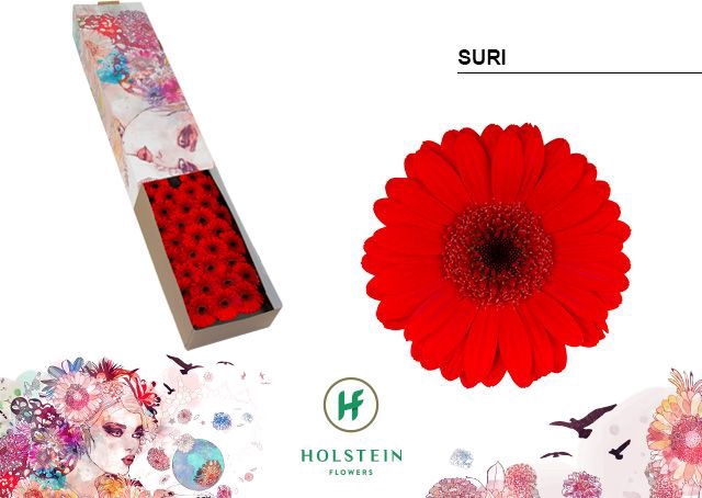 <h4>Germini Suri Half doos</h4>