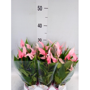 Anthurium andr. 'Lilli'