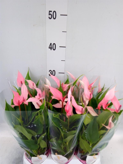 <h4>Anthurium andr. 'Lilli'</h4>