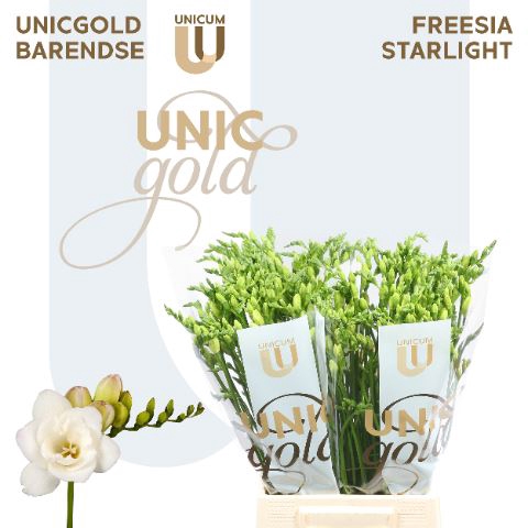 <h4>Freesia DU 'Starlight'</h4>