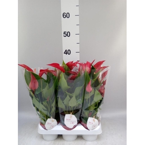 Anthurium  'Banderola Roja'