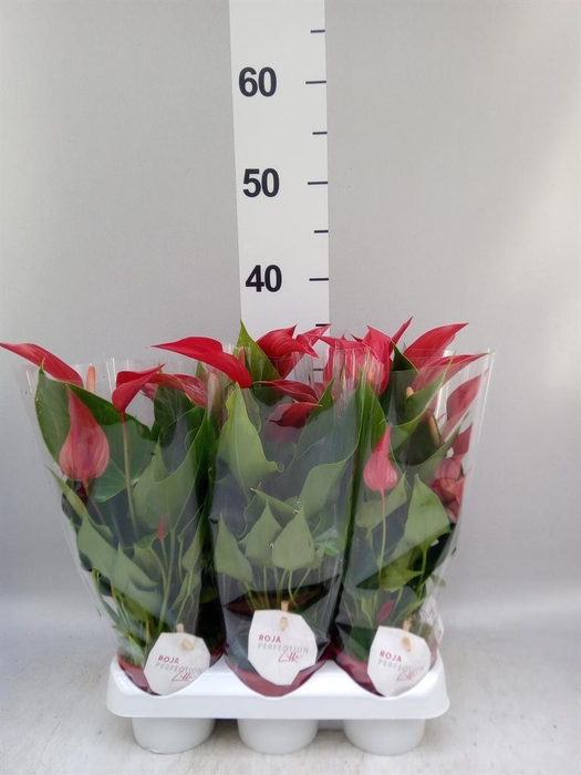 <h4>Anthurium  'Banderola Roja'</h4>