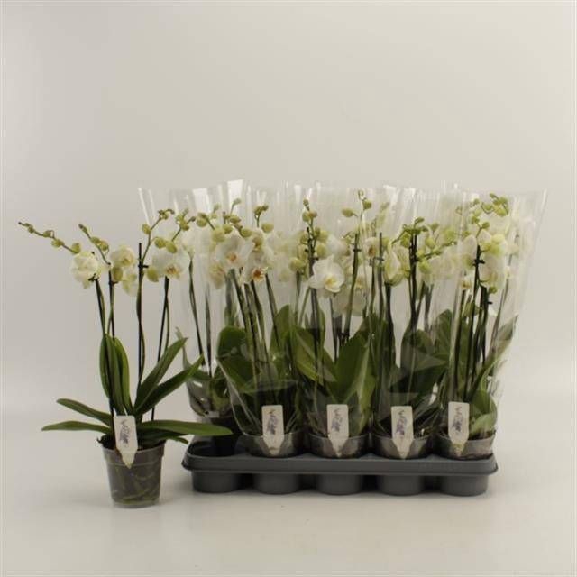 <h4>PHAL OV WIT</h4>