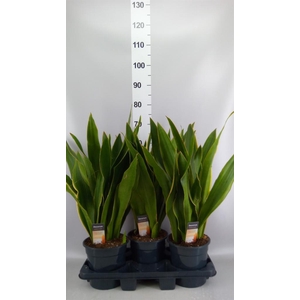Sansevieria trifa.   ...
