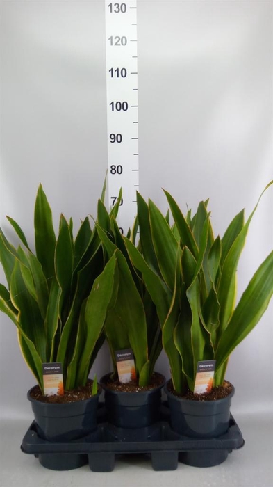 <h4>Sansevieria trifa.   ...</h4>