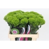 Dianthus Br Kiwi Mellow