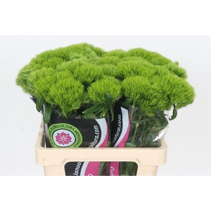 Dianthus Br Kiwi Mellow