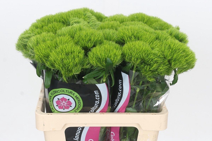 <h4>Dianthus Br Kiwi Mellow</h4>