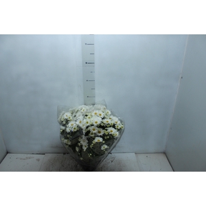 CRISANTEMO BOLA BELGA C18 BRANCO