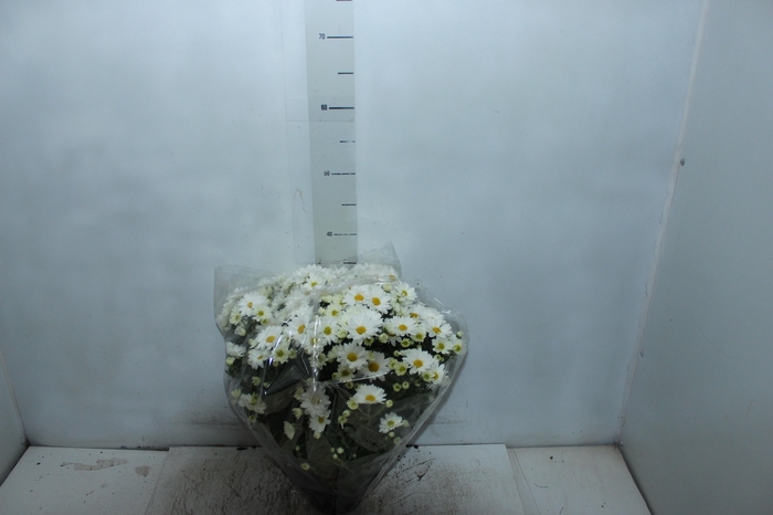 <h4>CRISANTEMO BOLA BELGA C18 BRANCO</h4>
