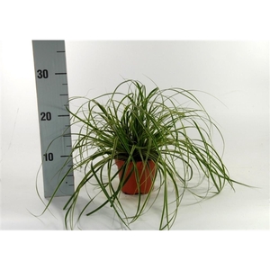 Carex 'Fisher's Form' p12