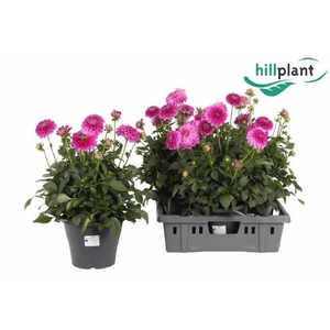 DAHL D M STARBU PINK