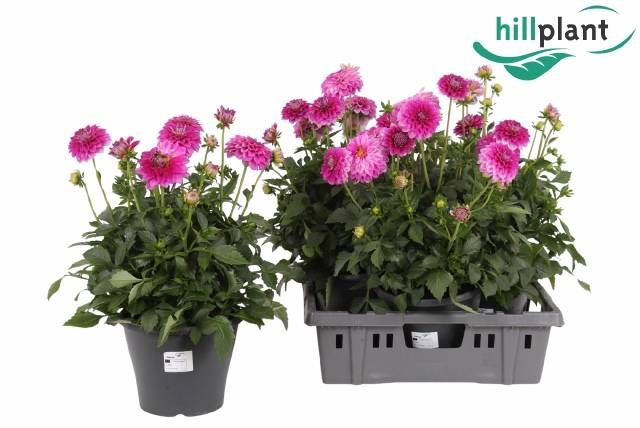 <h4>DAHL D M STARBU PINK</h4>
