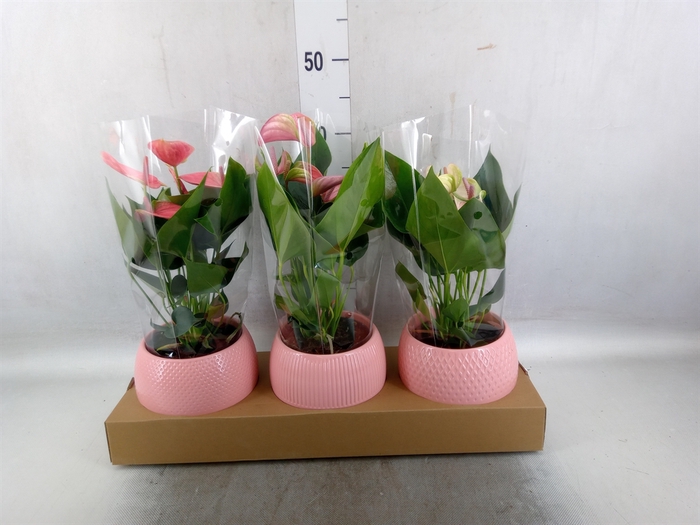 <h4>Anthurium   ...mix</h4>