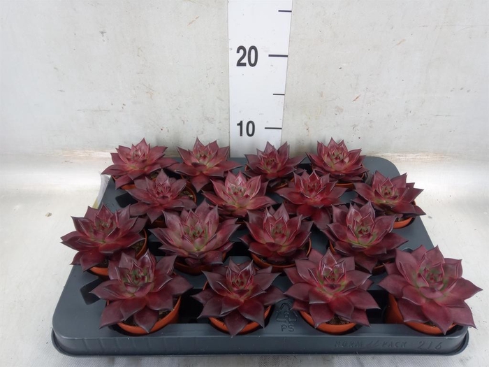 <h4>Echeveria  'Taurus'</h4>