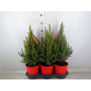 Picea glauca 'Conica'