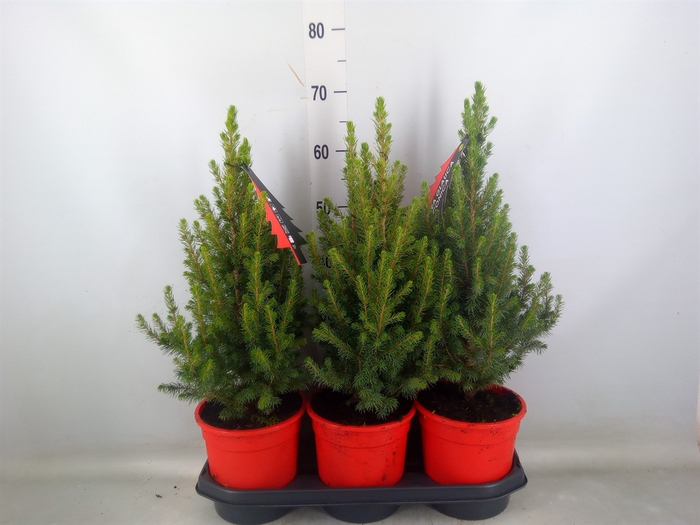 <h4>Picea glauca 'Conica'</h4>
