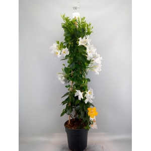 Mandevilla sand. 'SumStar White'
