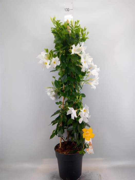 <h4>Mandevilla sand. 'SumStar White'</h4>