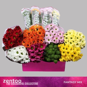 CHRYSANTHEMUM TR   ...MIX