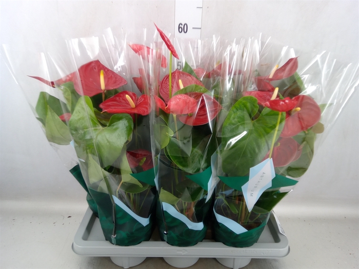 <h4>Anthurium andr. 'Nevada'</h4>