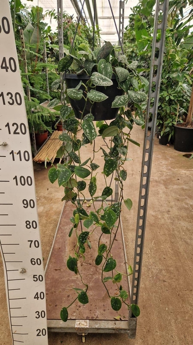 <h4>Scindapsus pictus 'Argyraeus'</h4>