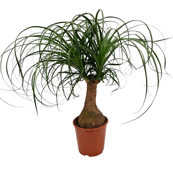 <h4>Beaucarnea 14 cm</h4>