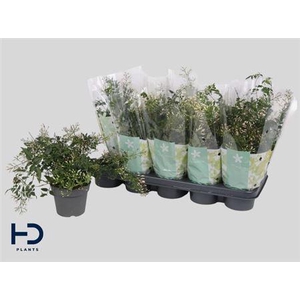 Jasm Polyanthum Wit 300+