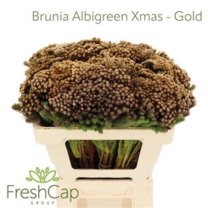 Brunia Albigreen Xmas - Gold