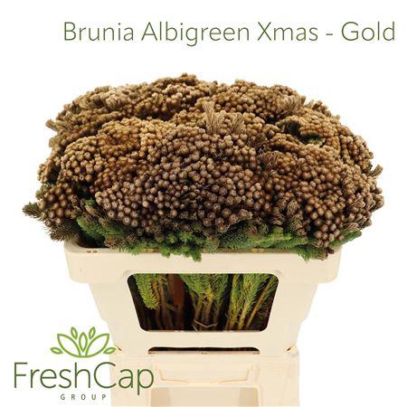 <h4>Brunia Albigreen Xmas - Gold</h4>