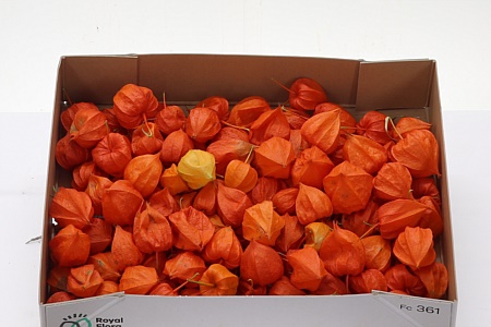 Physalis Lampion Los