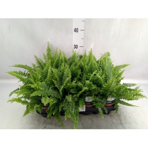 Nephrolepis exal. 'Green Lady'