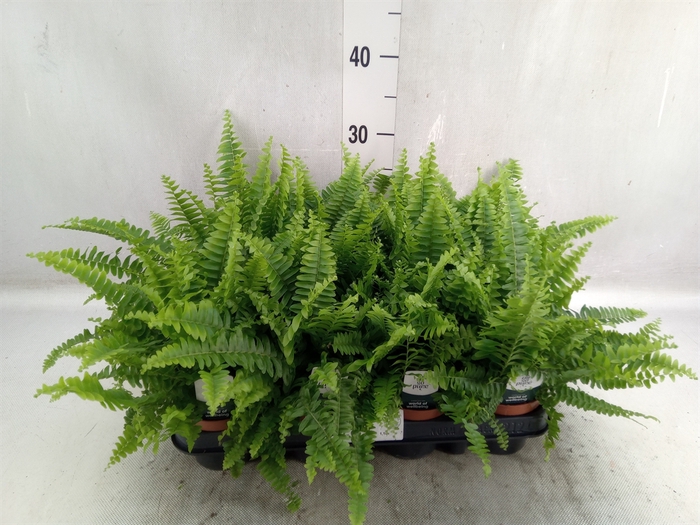 <h4>Nephrolepis exal. 'Green Lady'</h4>