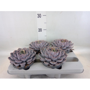 Echeveria  'Orion'