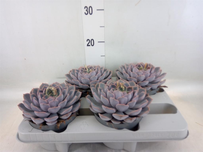 <h4>Echeveria  'Orion'</h4>