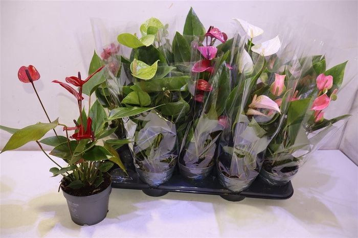 <h4>Anthu An Gem</h4>