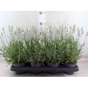 Lavandula angus. 'Vienco White'