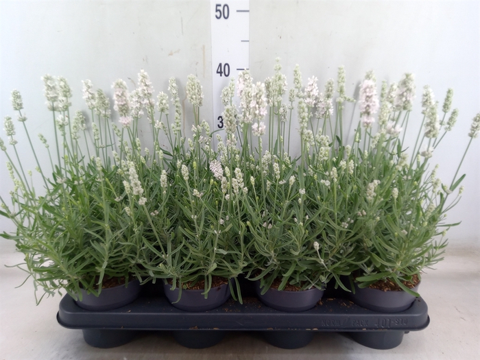 <h4>Lavandula angus. 'Vienco White'</h4>