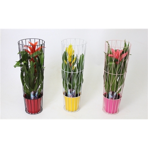 Bromelia variés