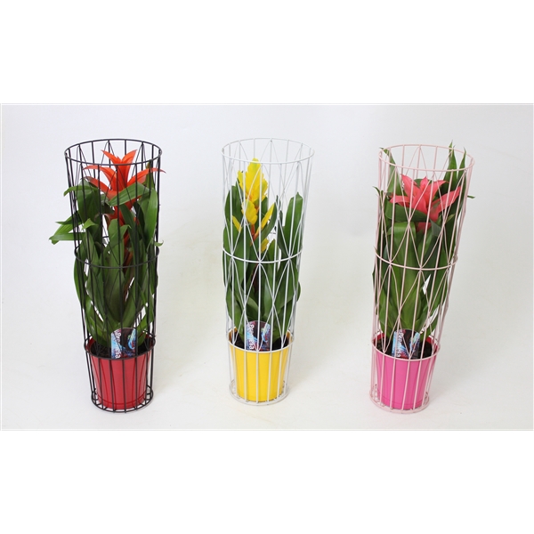 <h4>Bromelia variés</h4>