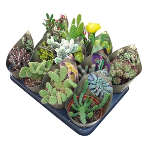 Cactus Gemengd Potcover